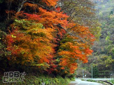 鄉村寫真集23494